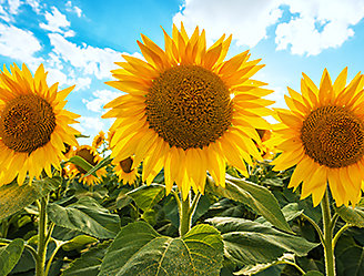 IMG-Sunflower-Image-ZA-V1