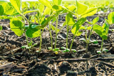 Emergent Soy bean leaves close up