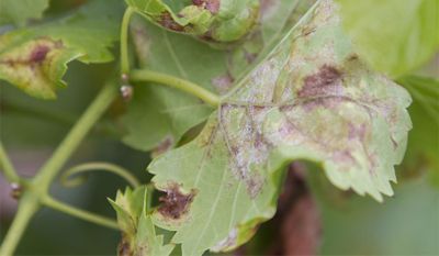 Symptômes d'oïdium en vigne