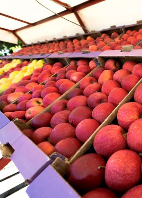 apples in bins