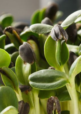 close up of leaves