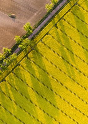 crop rows aerial view