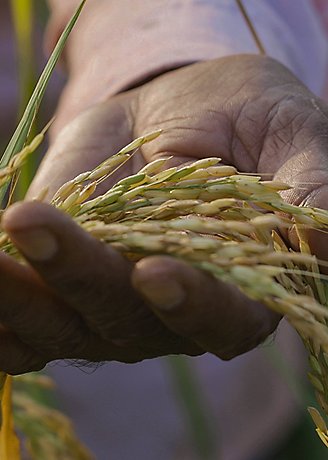 man's hand holding wheat stalks