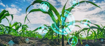 Cómo maximizar la productividad de los pequeños agricultores