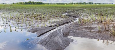¿Cómo podría el cambio climático alterar los mercados del maíz?