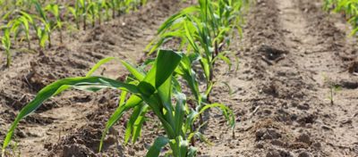 ¿Ha llegado la hora de un maíz resistente a la sequía?