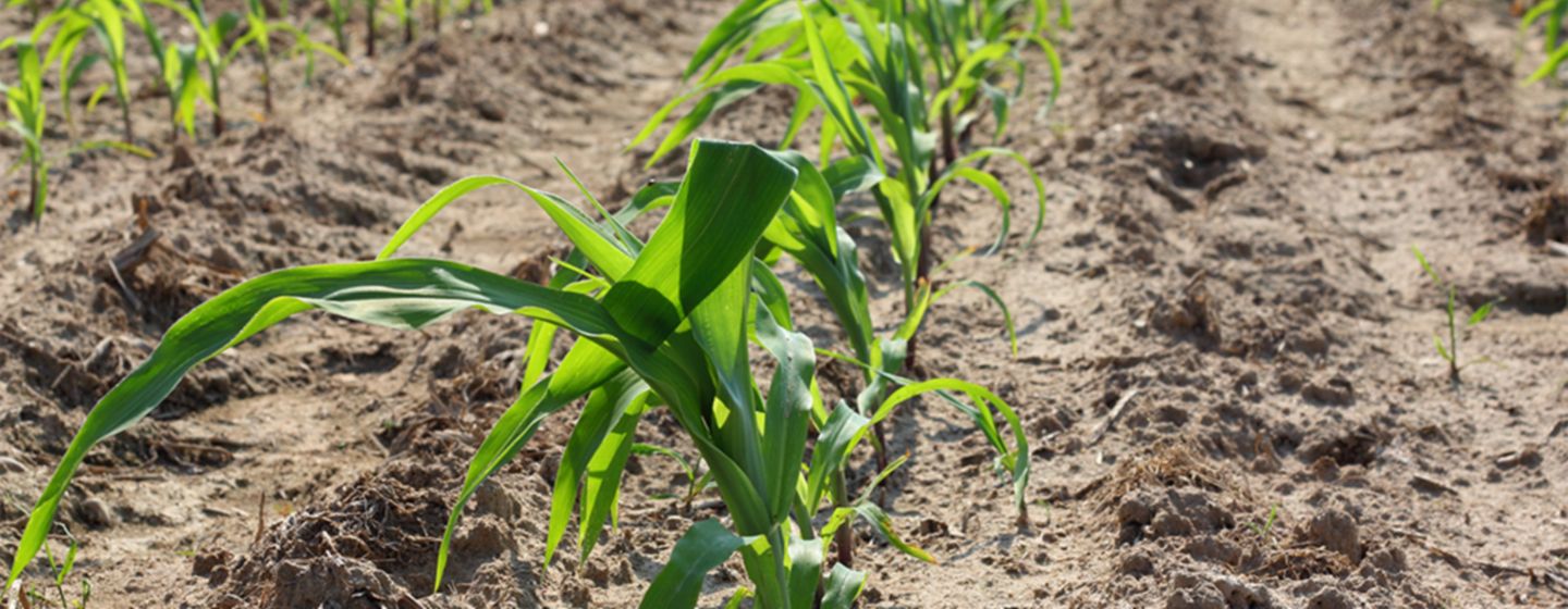 ¿Ha llegado la hora de un maíz resistente a la sequía?