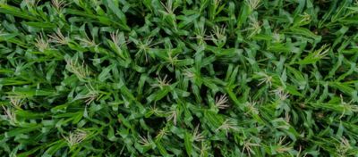 8 Cuál es el sistema de cultivo de maíz más rentable en una pequeña explotación