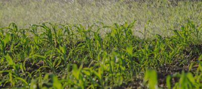 Los agricultores están probando nuevas técnicas de riego
