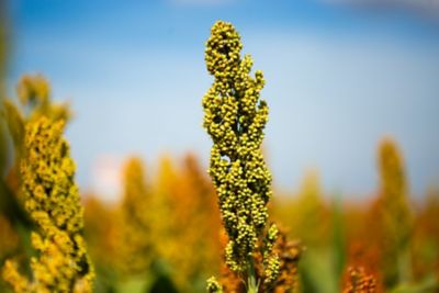 TSI NOS CULTIVARES DE SORGO