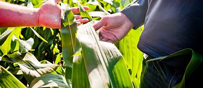 Farmers up close examining corn