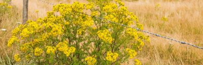 tansy ragwort