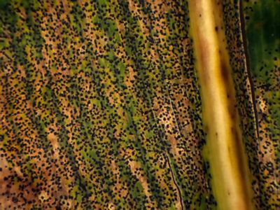 Photo - closeup - tar spot on leaf