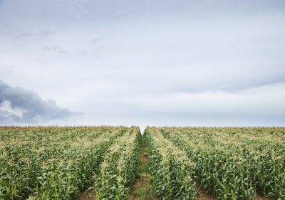 FIeld of tasseled corn rows