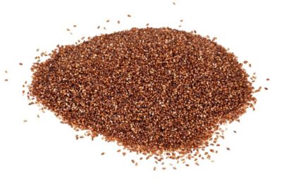 Teff seeds