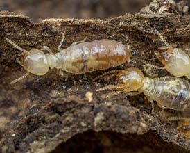 Termites