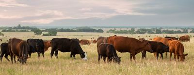 Texas pasture cows