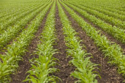 Aerial corn row