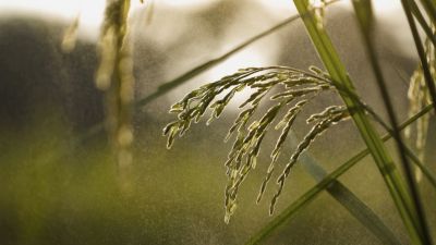 stalks close up - blurred background