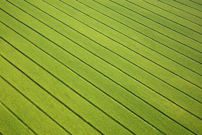Crop field texture