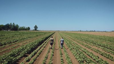 Two men walking between crop rows