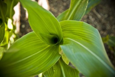 Top view corn whorl