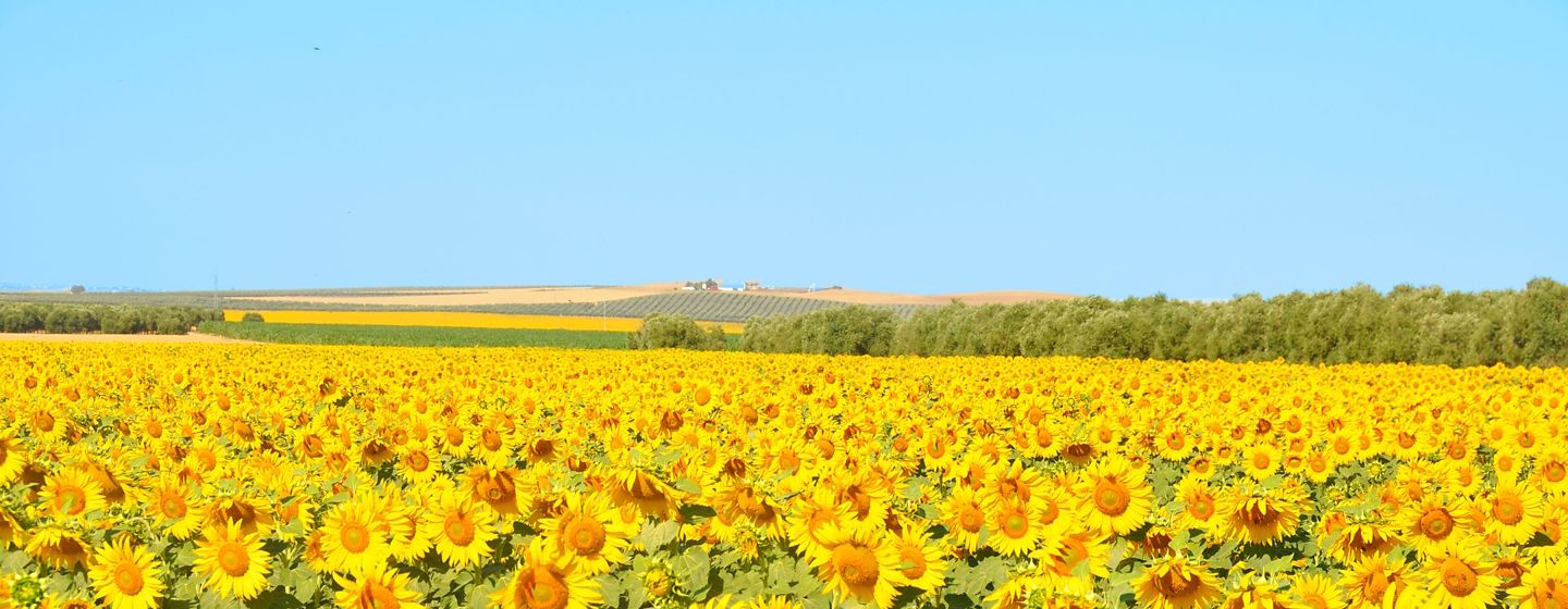 champs de tournesol