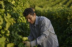 Male farmer checking tomato plant