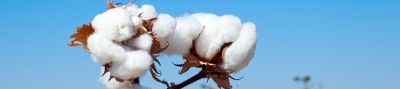 Branch of ripe cotton