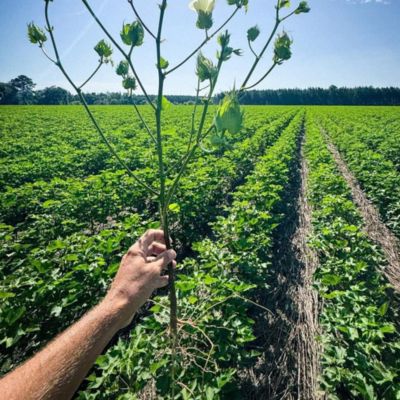 Cotton Nematode Management
