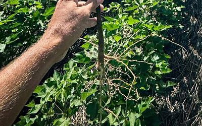 cotton plant roots in field