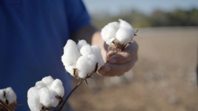 cotton plant