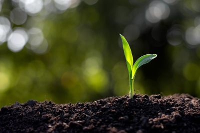 TSI NOS HÍBRIDOS DE MILHO