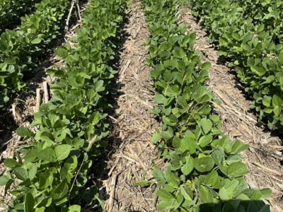 Treated soybean rows - Kyber Pro