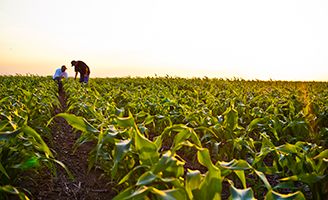   Unidentifiable People in field