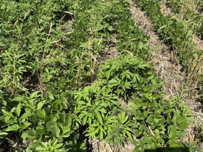 untreated check - Kyber Pro