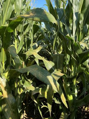 Untreated corn field
