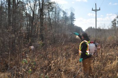 Utility worker spraying under powerlines