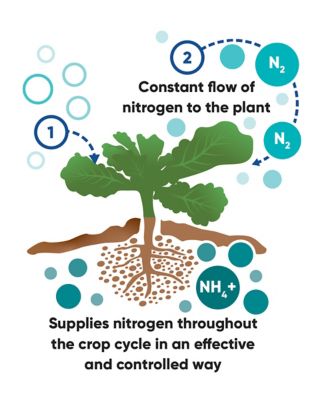 biological nitrogen flow diagram