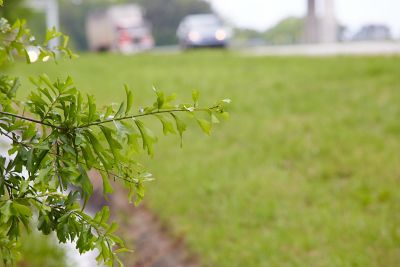 Weeds along side GA Roadside