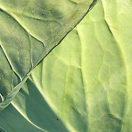cabbage close up