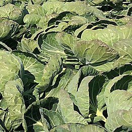 cabbages growing