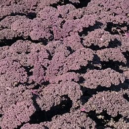 brassica crop