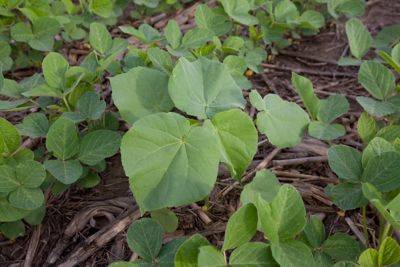 Velvet leaf