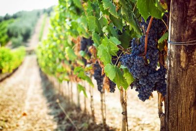 vineyard with grapes 