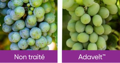 untreated and tresated grapes with adavelt active