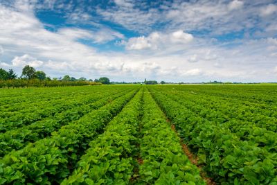 Verpixo strawberry field 