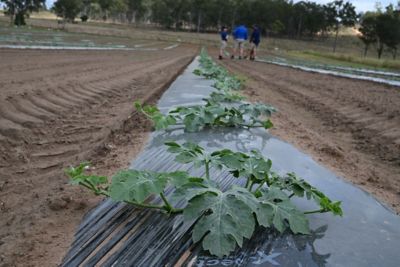 Disease free watermelon crops early in the season with Verpixo® Adavelt® active fungicide.