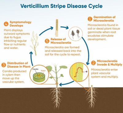 Verticillium stripe disease life cycle.
