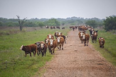 Environmental Stewardship Award Program 2025 Region IV Winner - McFadden Ranch. Victoria, Texas